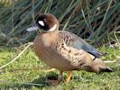 Bronze-Winged Duck (WWT Slimbridge April 2013) - pic by Nigel Key